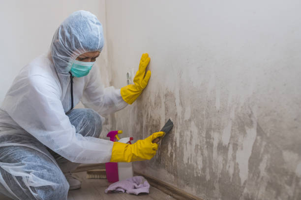 Mold Odor Removal Services in Marysville, MI