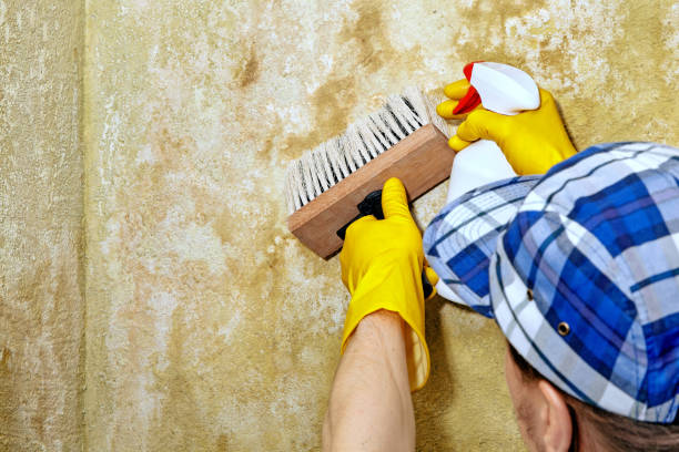 Best Basement Mold Removal  in Marysville, MI