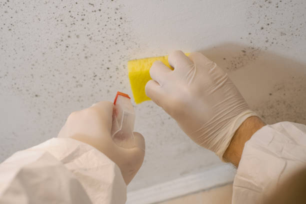 Best Attic Mold Removal  in Marysville, MI