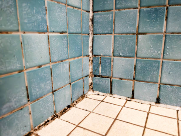  Marysville, MI Mold Removal Pros