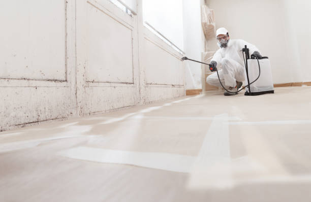 Best Mold Damage Restoration  in Marysville, MI