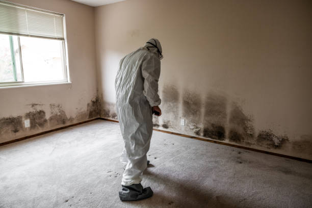 Mold Removal for HVAC Installations in Marysville, MI