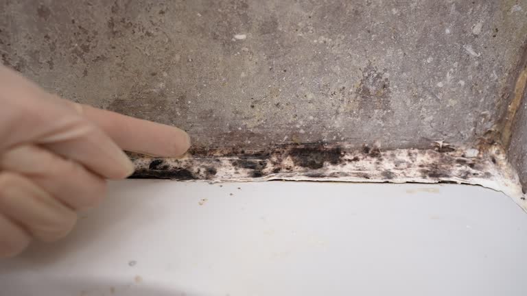 Best Mold Prevention Services  in Marysville, MI